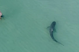 Ảnh động vật tuần: Chim ăn rắn, sư tử dưới nắng sớm...