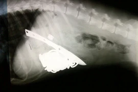 Những dị vật khó tin tìm thấy trong bụng động vật