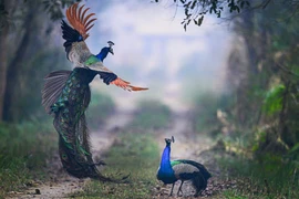 Ảnh động vật: Chim công quyết chiến tranh giành lãnh địa