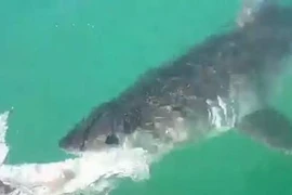 Rùng mình cá mập trắng lớn ăn thịt đồng loại trên tàu