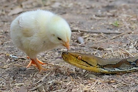 Ảnh động vật tuần: Gà con cả gan mổ đầu trăn