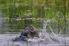 Ảnh động vật tuần qua: Rùa đại chiến... phân chia lãnh thổ