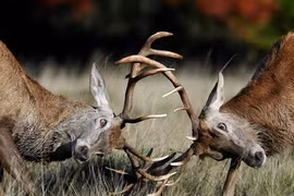 Ảnh động vật: Cặp hươu đực quyết chiến giành bạn tình vào mùa yêu