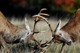 Ảnh động vật: Cặp hươu đực quyết chiến giành bạn tình vào mùa yêu