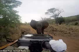 Thót tim xem voi hung dữ tấn công xe đoàn làm phim