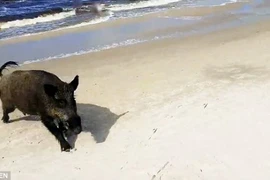 Lợn rừng tấn công du khách trên bãi biển