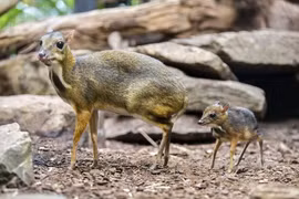 Kỳ lạ loài hươu nhỏ như chuột đồng