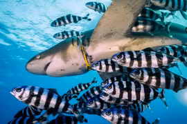 Ảnh động vật: Cá heo yêu nồng nhiệt, cá vàng phố Hà Nội...