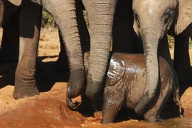 Xúc động xem cảnh đàn voi hợp sức cứu voi con