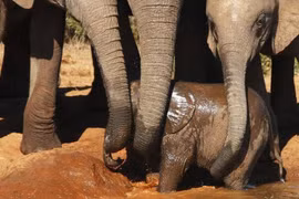 Xúc động xem cảnh đàn voi hợp sức cứu voi con