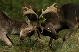 Ảnh động vật tuần qua: Hươu đực đánh nhau giành bạn tình