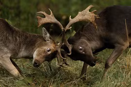 Ảnh động vật tuần qua: Hươu đực đánh nhau giành bạn tình