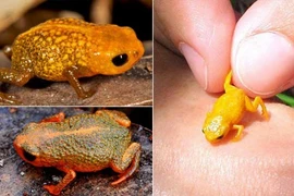 Tìm thấy loài ếch mới có kích cỡ chưa bằng móng tay