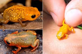 Tìm thấy loài ếch mới có kích cỡ chưa bằng móng tay