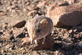 Phát hiện loài chuột chù mới có mũi dài như voi