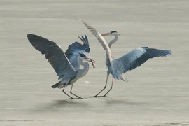 Ảnh động vật tuần qua: Chim diệc kiếm ăn trên mặt nước đóng băng
