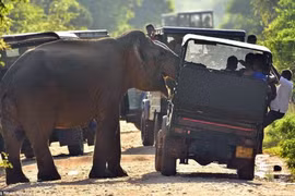 Hãi hùng voi tấn công xe chở du khách kiếm ăn