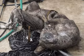 Chó nhà giết chết quái vật hút máu bí ẩn ở Mỹ?