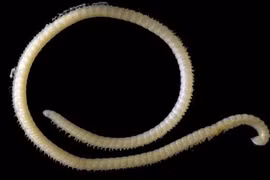 Phát hiện sinh vật mới có 414 chân và 4 "của quý"