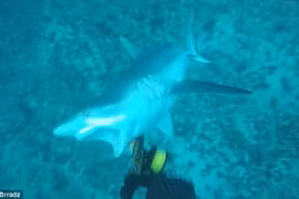 Hoảng hồn cá mập tấn công thợ lặn bất ngờ