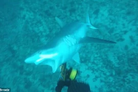 Hoảng hồn cá mập tấn công thợ lặn bất ngờ