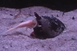 Hãi hùng cảnh sên biển nuốt gọn con mồi trong nháy mắt