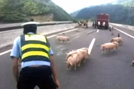 Clip CSGT vây bắt lợn trên đường cao tốc