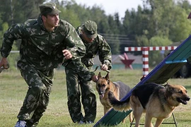 Quân đội Nga dùng chó, hải cẩu để tác chiến