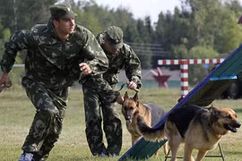 Quân đội Nga dùng chó, hải cẩu để tác chiến