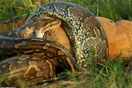 Hãi hùng nhìn trăn khổng lồ nuốt linh dương đầu bò 