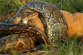 Hãi hùng nhìn trăn khổng lồ nuốt linh dương đầu bò 