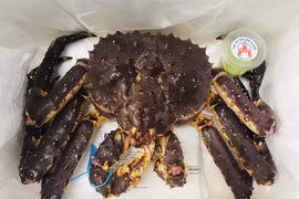 Đại gia chơi sang mua 72 con cua Hoàng đế đãi nhân viên