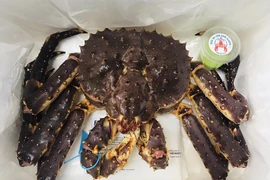 Đại gia chơi sang mua 72 con cua Hoàng đế đãi nhân viên