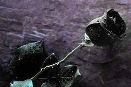 Bí ẩn nơi tồn tại hoa hồng đen huyền bí