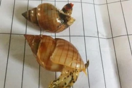 Đi biển mùa hè chớ ăn những loại ốc này kẻo nguy hiểm tính mạng 