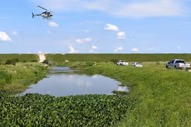 Cá sấu ăn thịt một nam giới khiến giới chức Mỹ phải vào cuộc