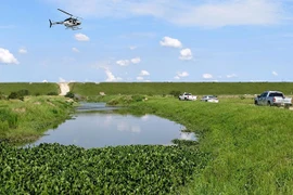 Cá sấu ăn thịt một nam giới khiến giới chức Mỹ phải vào cuộc