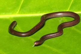 "Điểm tên" những loài động vật kỳ lạ của Việt Nam 