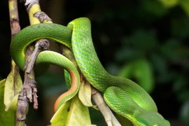 Phát hãi 5 loài rắn cực độc, hay bò vào nhà cắn người ở VN