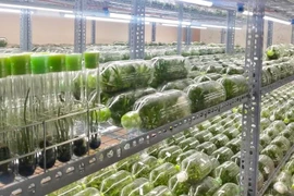 Lan đột biến cấy mô giá rẻ như rau