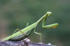 Nhìn rùng mình, nhưng những côn trùng này lại quý hiếm ở Việt Nam