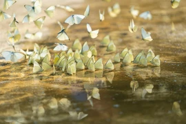 Khám phá thế giới động thực vật "độc lạ" ở rừng già Cúc Phương