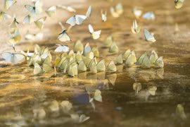 Khám phá thế giới động thực vật "độc lạ" ở rừng già Cúc Phương