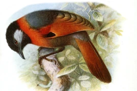 Điểm tên loài động vật độc lạ chỉ có mặt ở Việt Nam