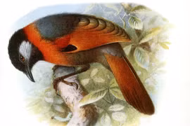 Điểm tên loài động vật độc lạ chỉ có mặt ở Việt Nam