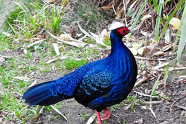 Ly kỳ màn xuất hiện của gà lôi lam màu trắng Việt cực hiếm 