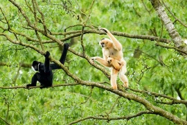 Khám phá 'kho vàng xanh' vô giá ở Vườn Quốc gia Pù Mát