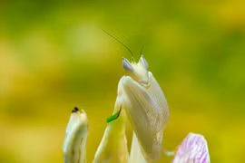 Chiêm ngưỡng các loài côn trùng độc, lạ nhất thế giới