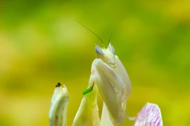 Chiêm ngưỡng các loài côn trùng độc, lạ nhất thế giới