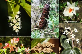 Tận mục những loài đặc hữu có 1-0-2 ở vườn quốc gia Vũ Quang